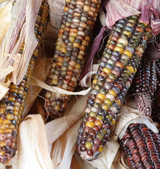 Clever Calico Popcorn Seeds – Colorful Ornamental Variety for Unique Harvest Displays 0