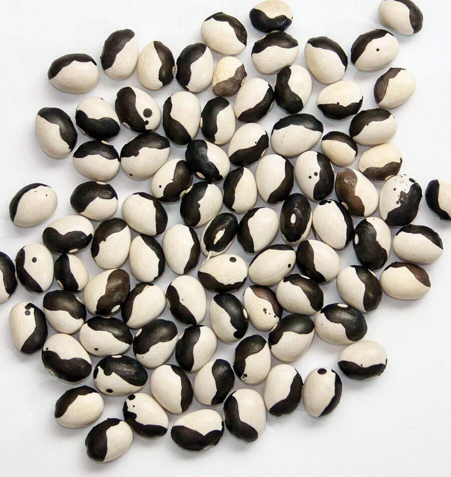 Clever Calypso Bean Seeds – Easy-to-Grow Heirloom Variety for Delicious Winter Soups 0
