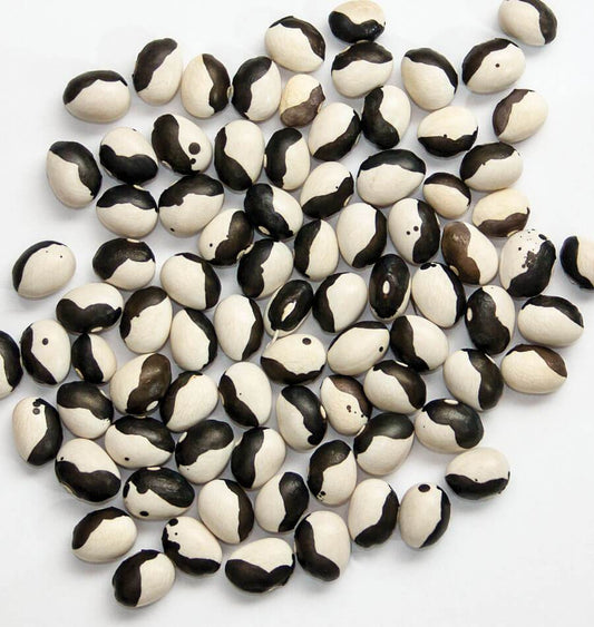 Clever Calypso Bean Seeds – Easy-to-Grow Heirloom Variety for Delicious Winter Soups 0