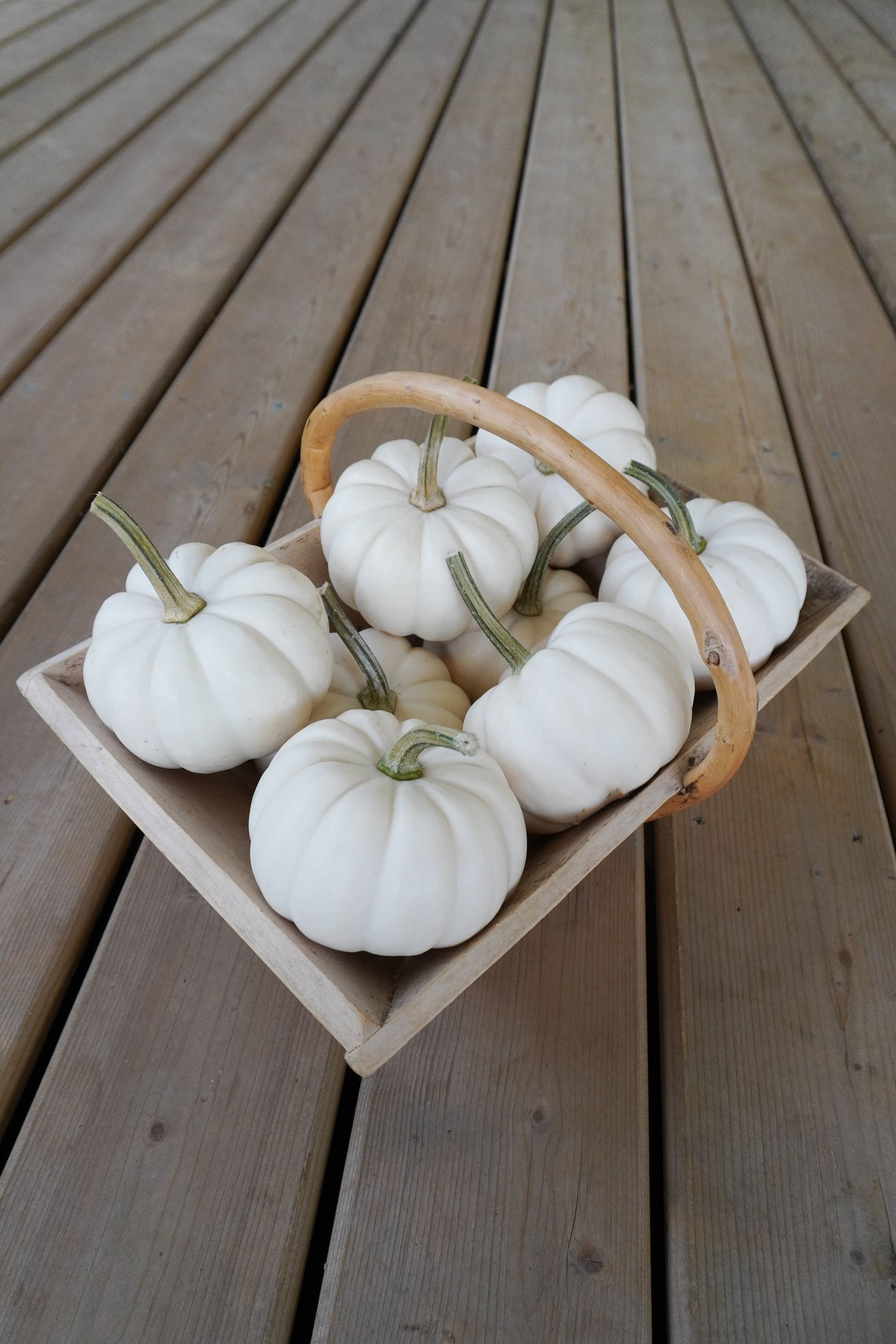 Clever Casperita Petite White Pumpkins – Charming Fall Decor for Indoor and Outdoor Displays 0
