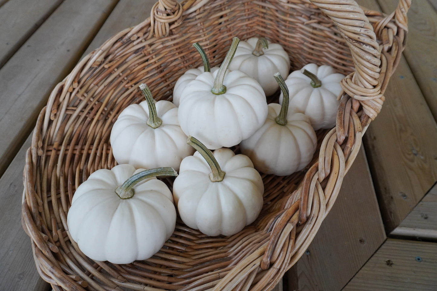 Clever Casperita Petite White Pumpkins – Charming Fall Decor for Indoor and Outdoor Displays 1