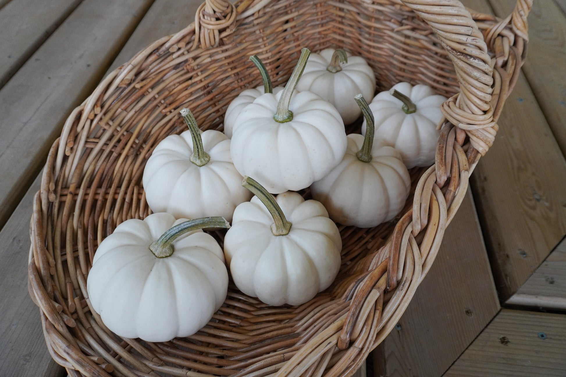 Clever Casperita Petite White Pumpkins – Charming Fall Decor for Indoor and Outdoor Displays 1
