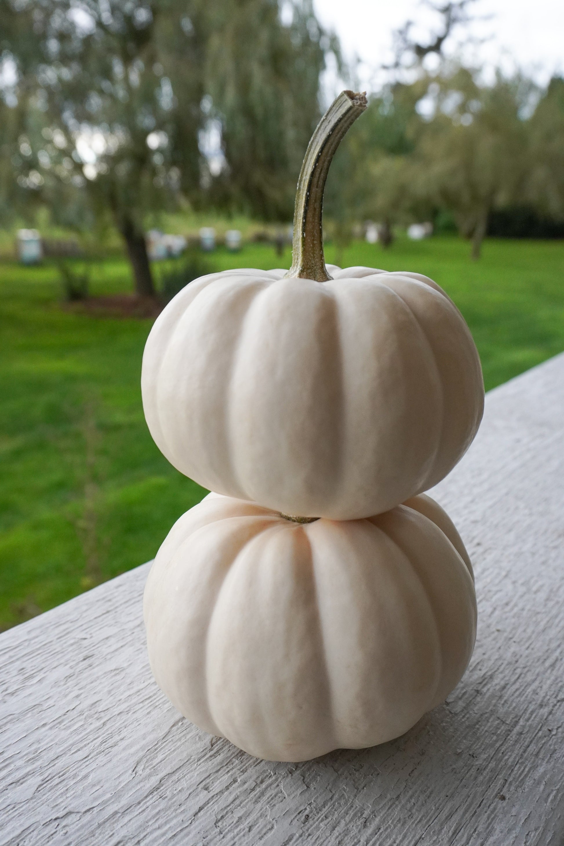 Clever Casperita Petite White Pumpkins – Charming Fall Decor for Indoor and Outdoor Displays 2