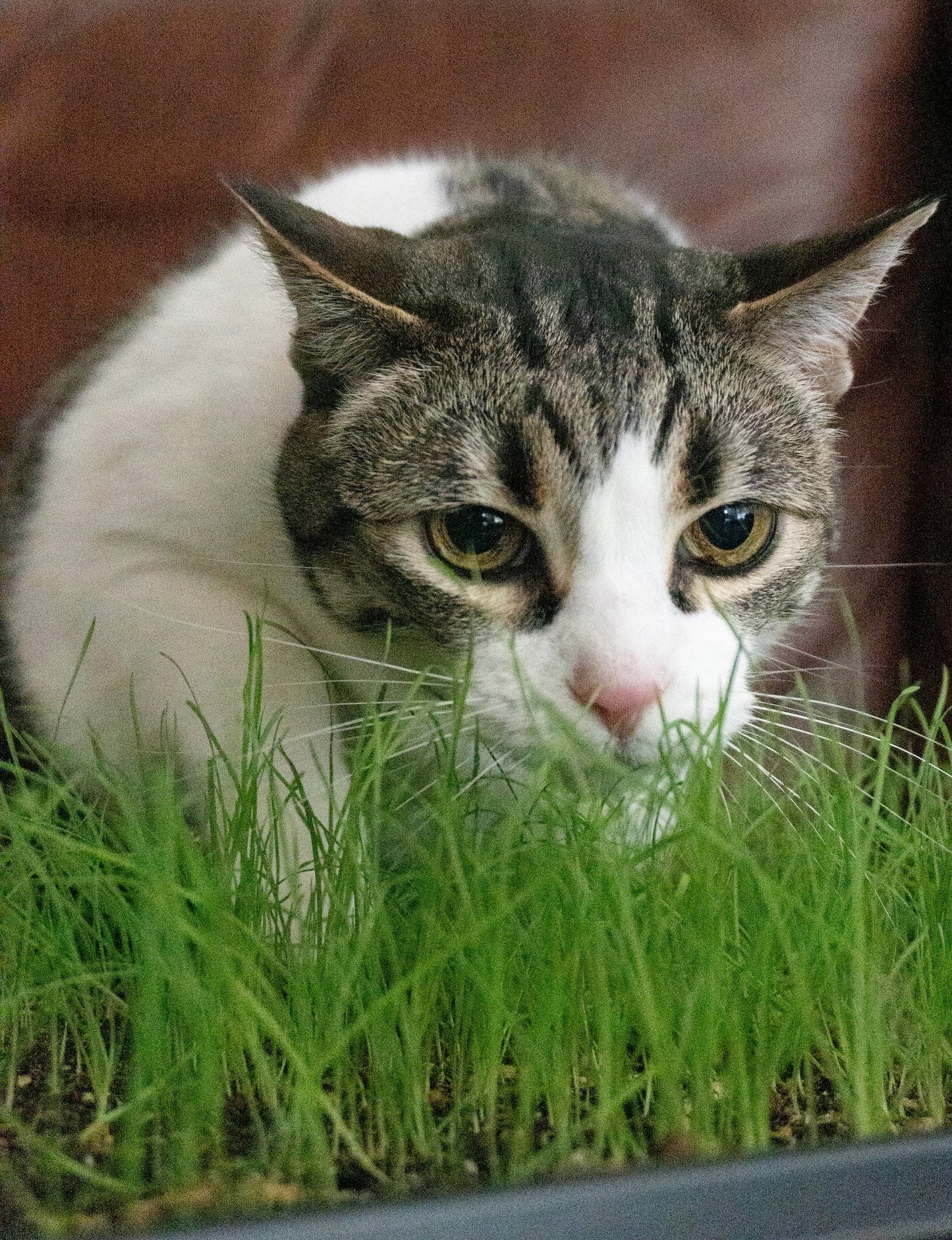 Clever Cat Grass Indoor Plant – Safe and Nutritious For Pets 0