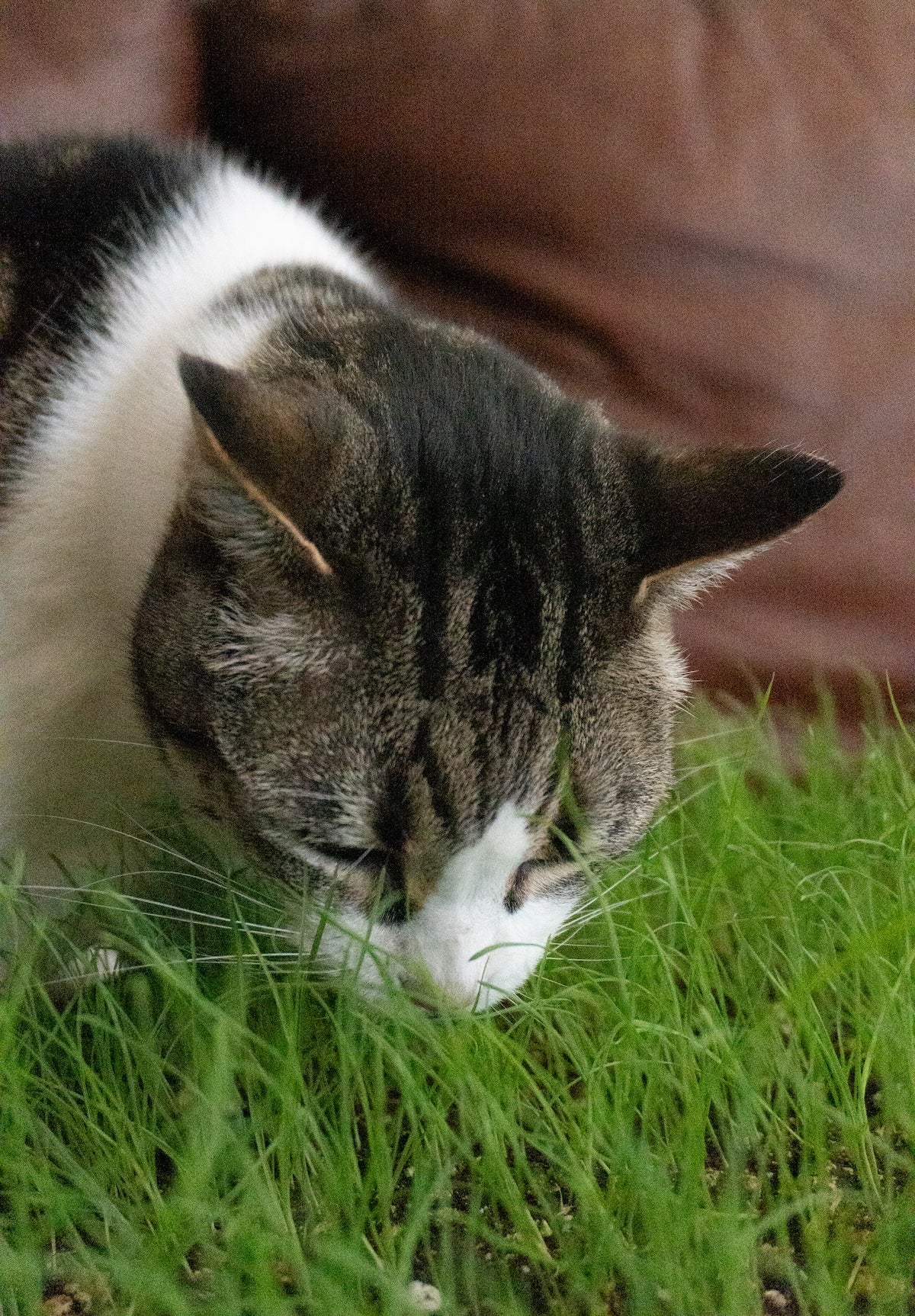 Clever Cat Grass Indoor Plant – Safe and Nutritious For Pets 1