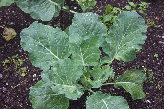 Clever Organic Collard Green Plants – Resilient Four-Season Vegetable With High Yield And Insect Resistance 0
