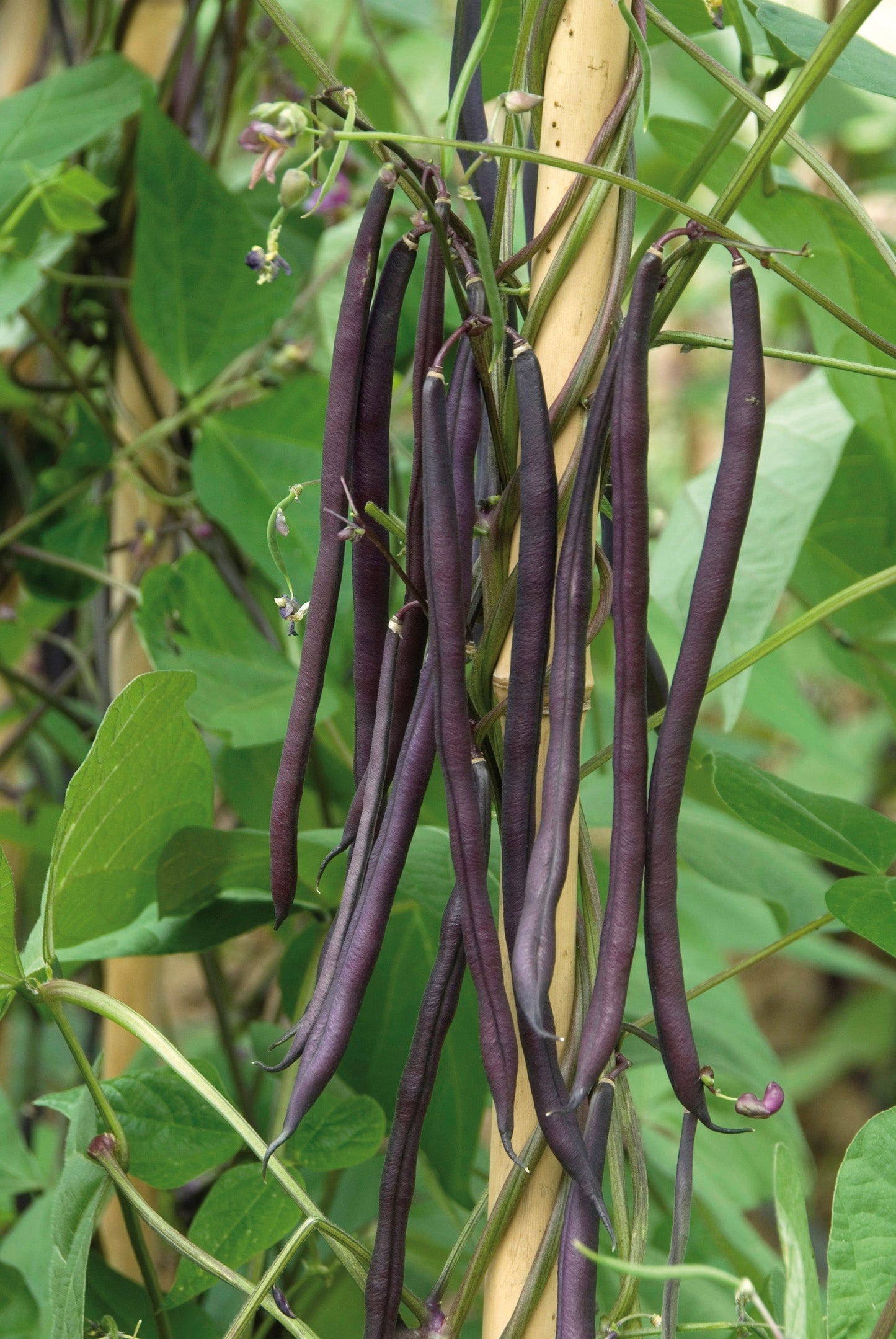 Clever Purple Bean Seeds – High-Quality Climbing Variety for Garden Enthusiasts 0