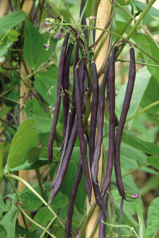 Clever Purple Bean Seeds – High-Quality Climbing Variety for Garden Enthusiasts 0