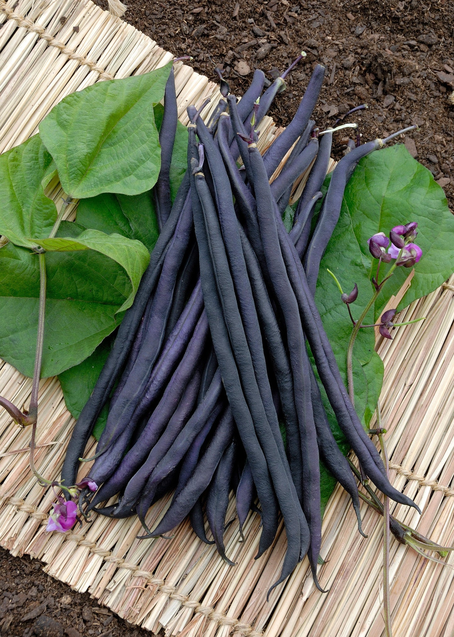 Clever Purple Bean Seeds – High-Quality Climbing Variety for Garden Enthusiasts 1