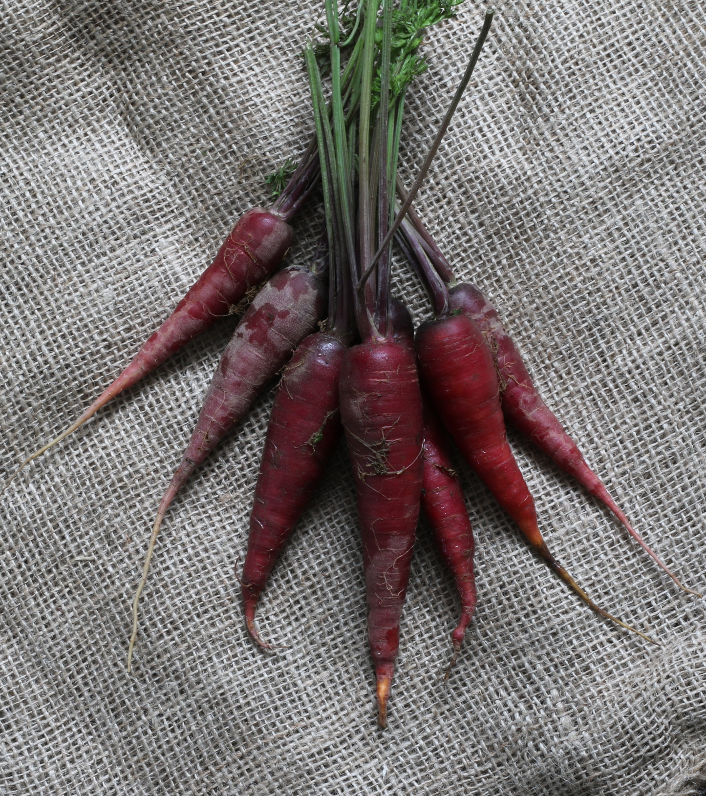 Cosmic Carrot Gourmet Vegetable – Unique Sweet Flavor for Culinary Delights 0
