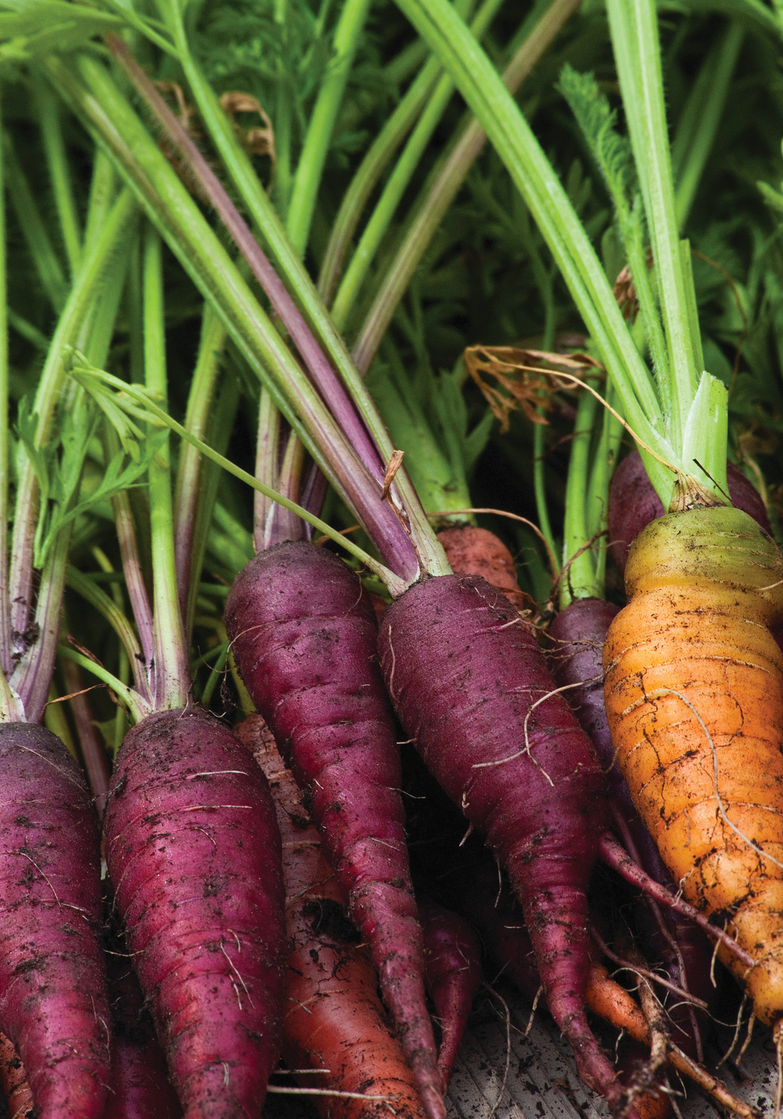 Cosmic Carrot Gourmet Vegetable – Unique Sweet Flavor for Culinary Delights 1
