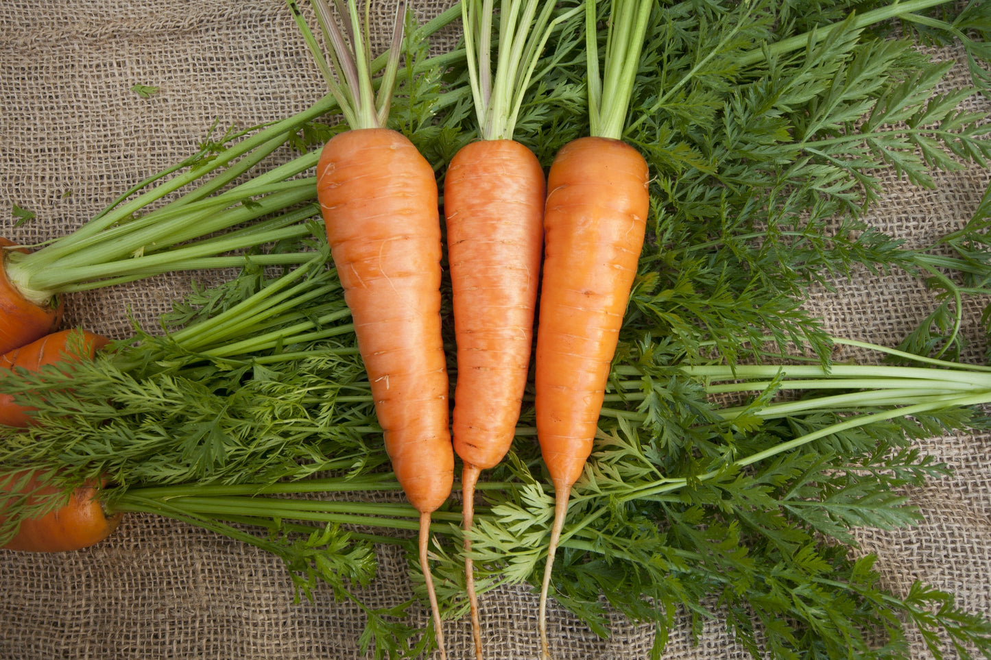 Crisp Chantenay Carrot Seed Tape – Effortless Sowing for Delicious Fall Harvests 0