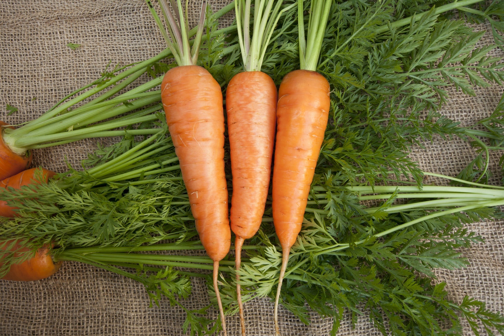 Crisp Chantenay Carrot Seed Tape – Effortless Sowing for Delicious Fall Harvests 0