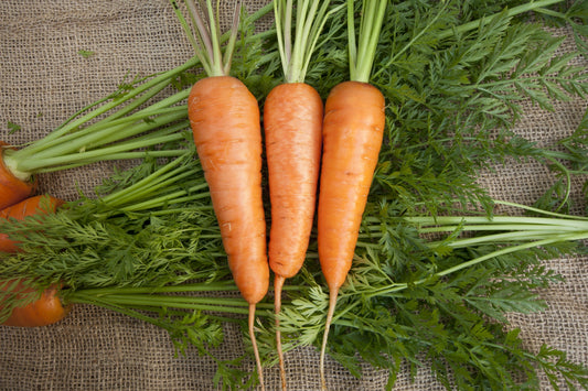 Crisp Chantenay Carrot Seed Tape – Effortless Sowing for Delicious Fall Harvests 0