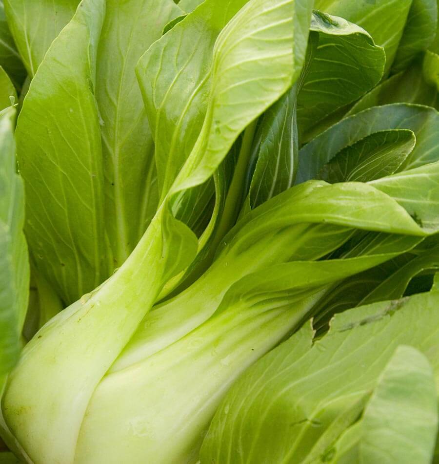Crisp Ching Chiang Shanghai Pac Choi – Tender Early Spring Vegetable for Gardens 0