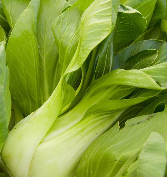 Crisp Ching Chiang Shanghai Pac Choi – Tender Early Spring Vegetable for Gardens 0