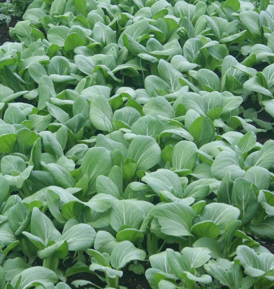 Crisp Ching Chiang Shanghai Pac Choi – Tender Early Spring Vegetable for Gardens 1