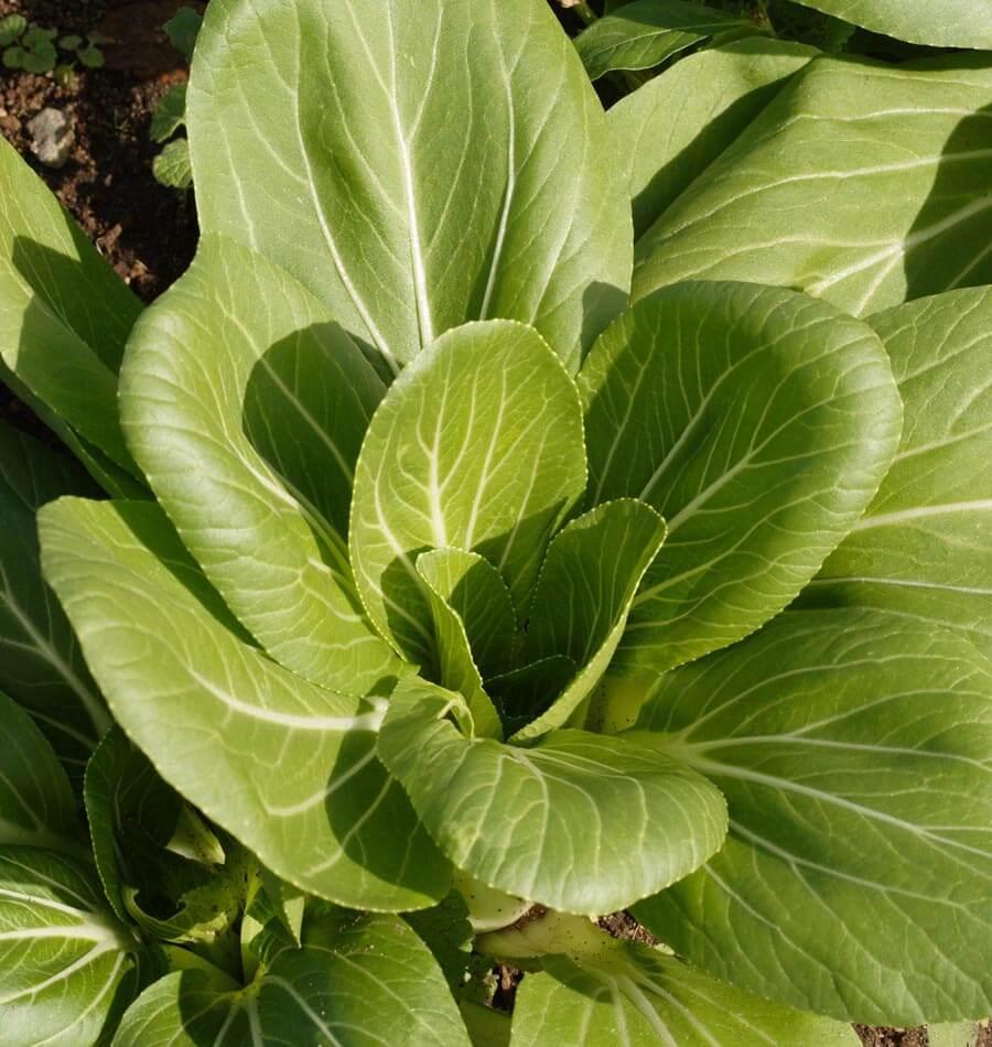 Crisp Ching Chiang Shanghai Pac Choi – Tender Early Spring Vegetable for Gardens 2