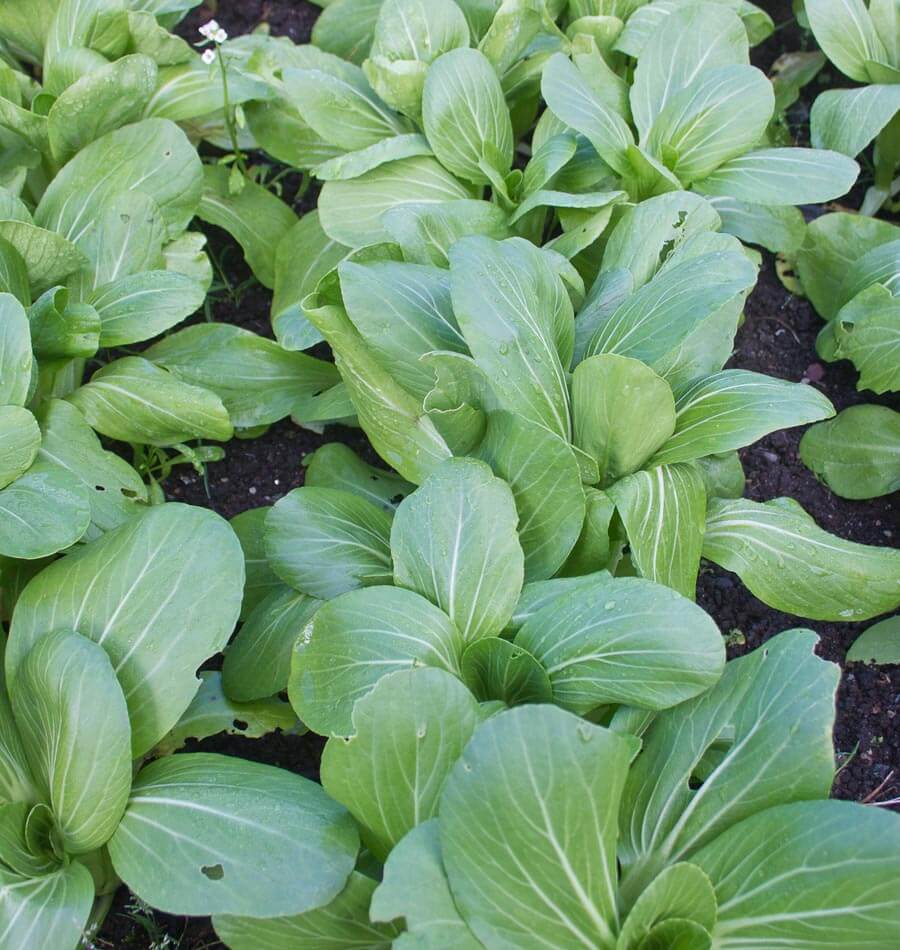 Crisp Ching Chiang Shanghai Pac Choi – Tender Early Spring Vegetable for Gardens 3