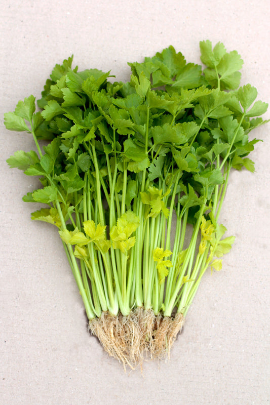 Crisp Culinary Herb – Delicate Yellow Stem Cooking Herb for Flavorful Stir-Fries and Soups 0