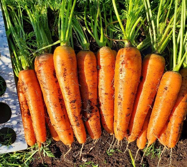 Crisp Organic Carrots – Fast-Growing Nantes Variety for Fresh Eating and Easy Harvesting 0