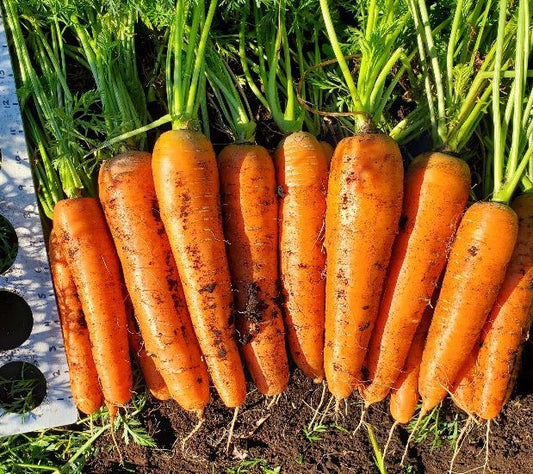 Crisp Organic Carrots – Fast-Growing Nantes Variety for Fresh Eating and Easy Harvesting 0