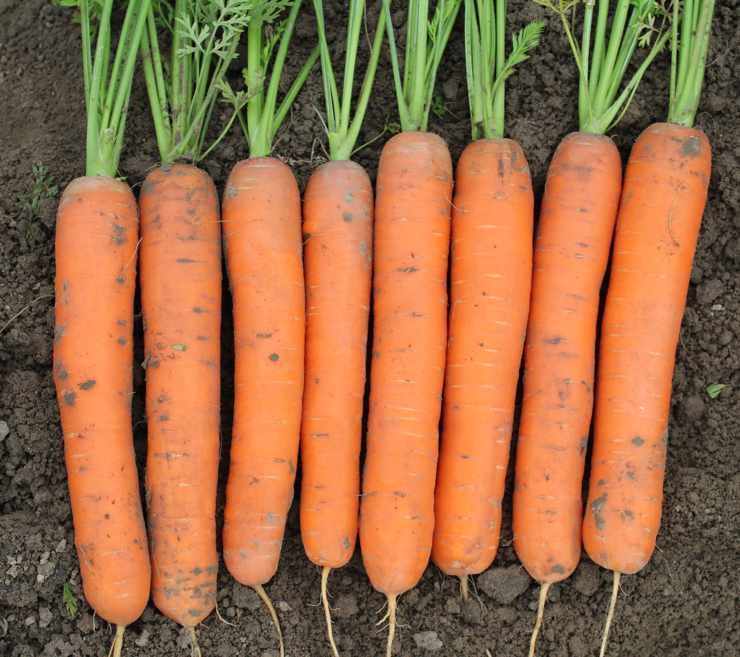 Crisp Organic Carrots – Fast-Growing Nantes Variety for Fresh Eating and Easy Harvesting 1