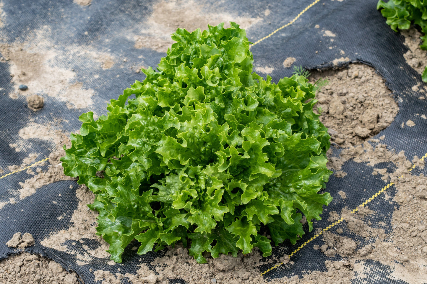 Crisp Organic Lettuce – Heat And Cold Tolerant Summer Crop For Fresh Salads 0
