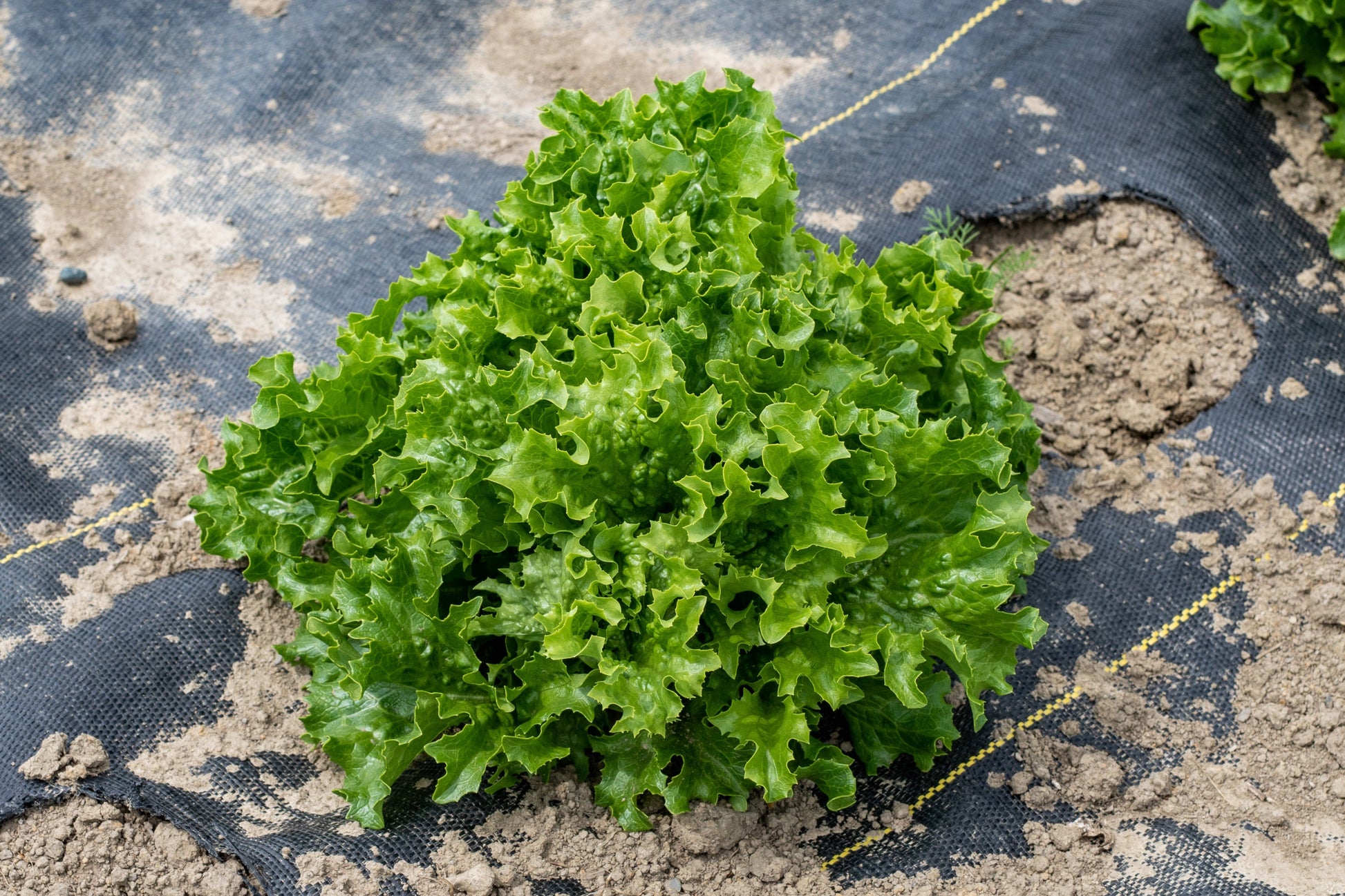 Crisp Organic Lettuce – Heat And Cold Tolerant Summer Crop For Fresh Salads 0