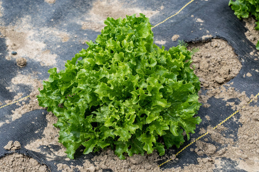 Crisp Organic Lettuce – Heat And Cold Tolerant Summer Crop For Fresh Salads 0