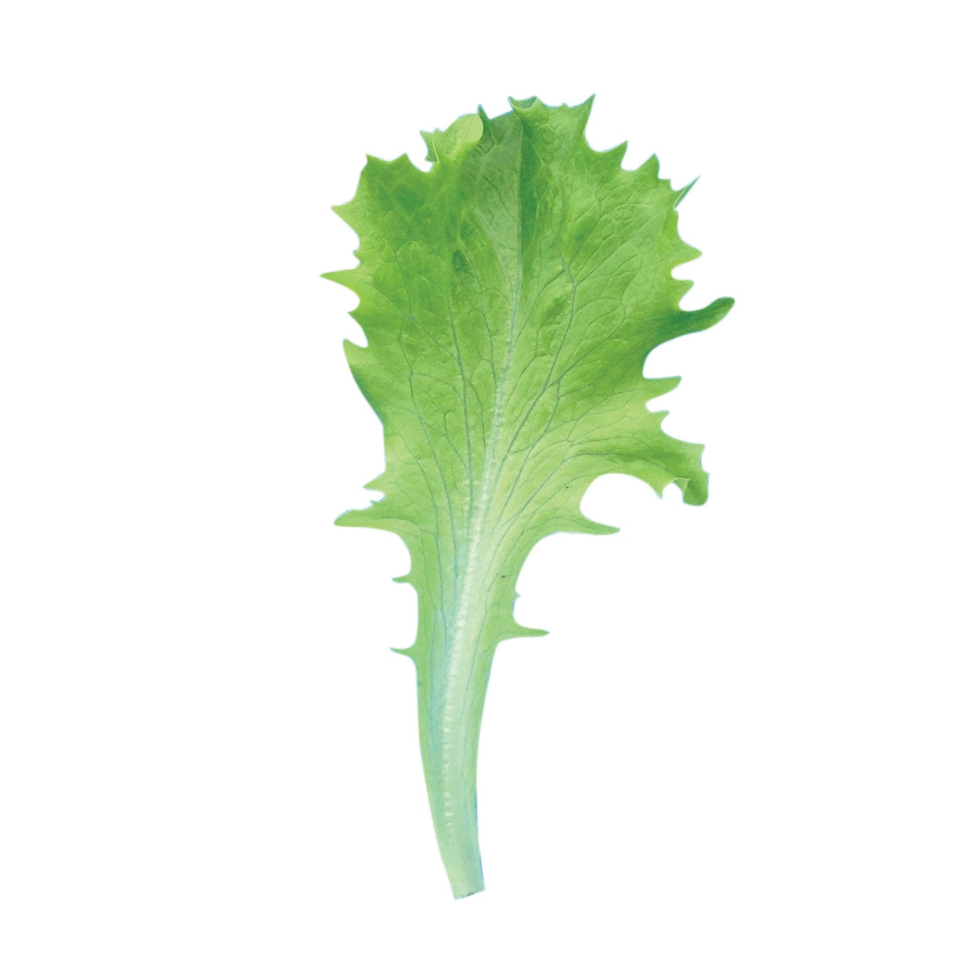 Crisp Organic Lettuce – Heat And Cold Tolerant Summer Crop For Fresh Salads 1