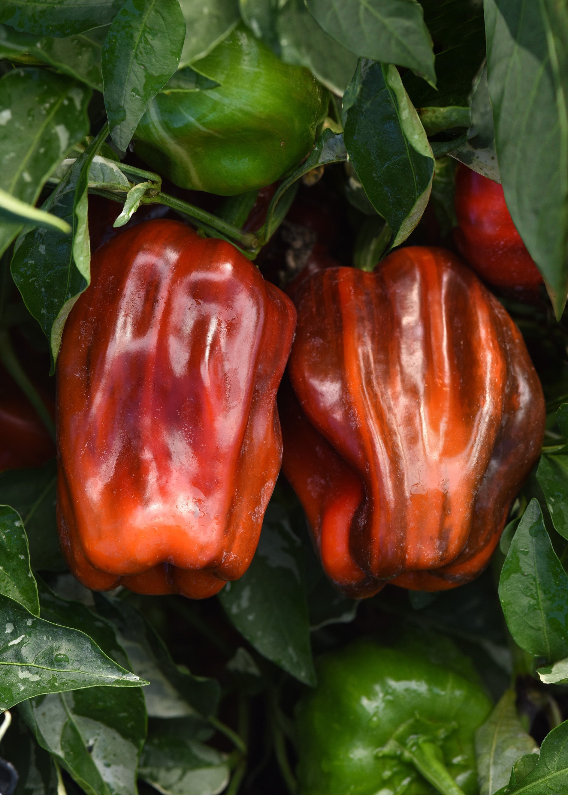 Crispy Candy Cherry Peppers – Unique Striped Mini Snack Delight for Flavorful Dishes 2