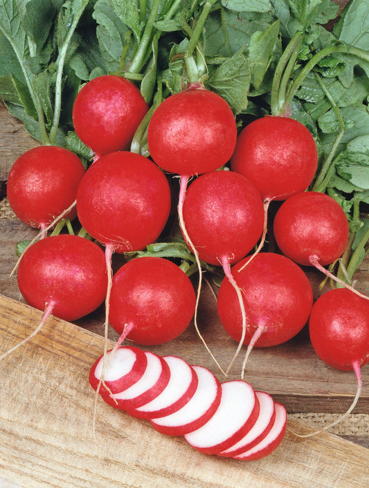 Crispy Classic Seed Tape – Effortless Planting For Quick Harvests of Red Radishes 0
