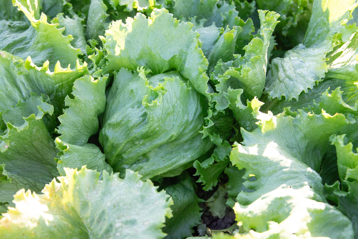 Crispy Gardeners' Calmar Lettuce – Easy to Grow Iceberg Variety with Refreshing Crunch for Summer Salads 0