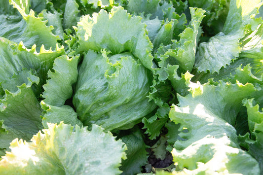 Crispy Gardeners' Calmar Lettuce – Easy to Grow Iceberg Variety with Refreshing Crunch for Summer Salads 0
