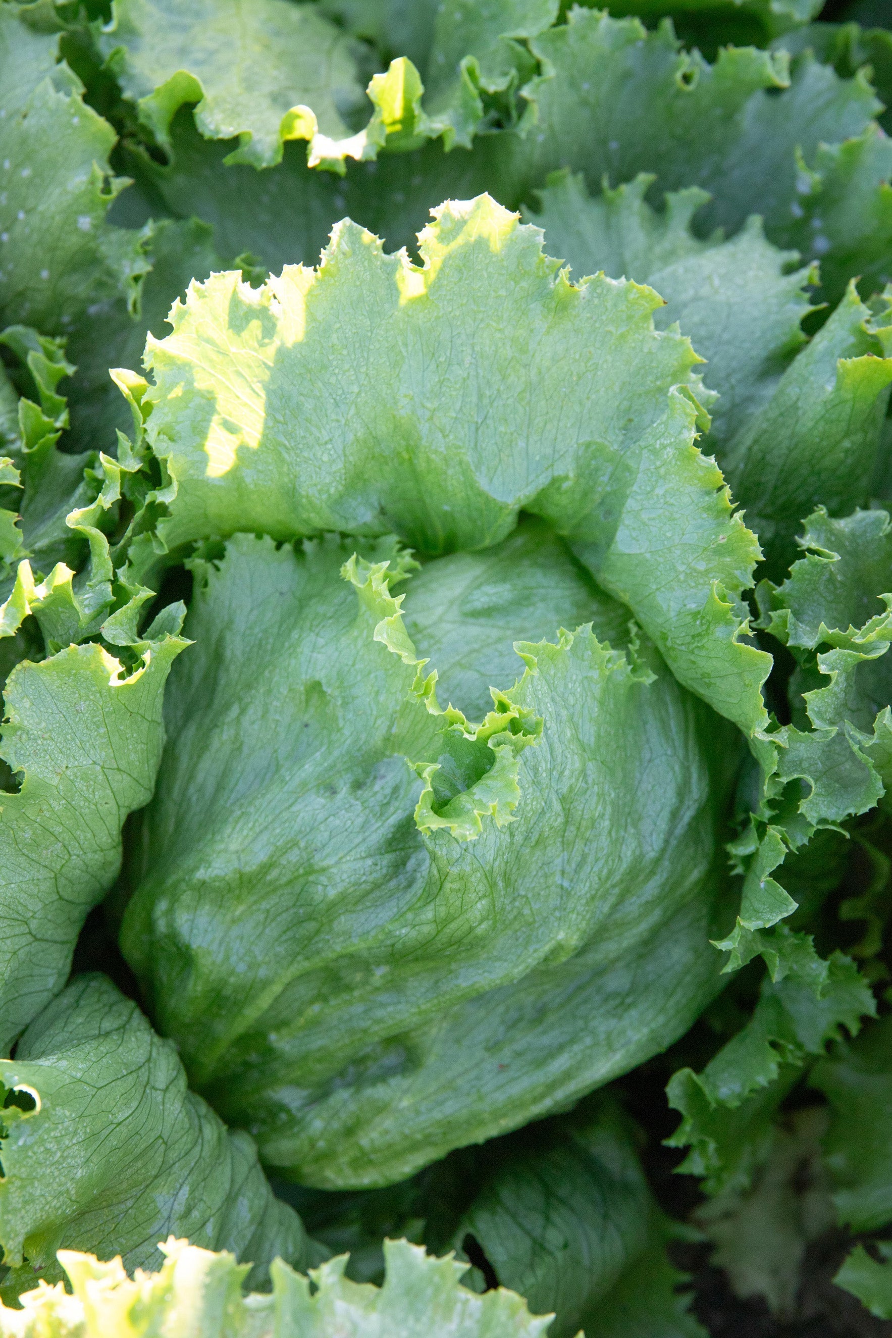 Crispy Gardeners' Calmar Lettuce – Easy to Grow Iceberg Variety with Refreshing Crunch for Summer Salads 1