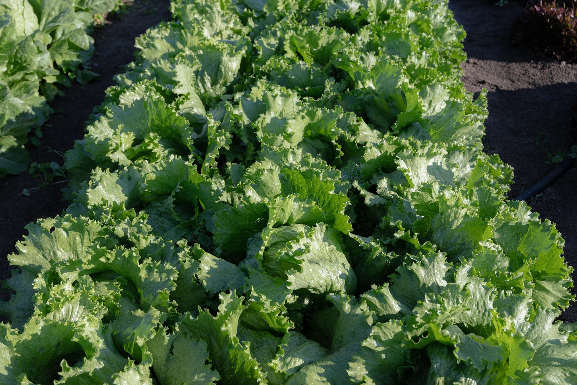 Crispy Gardeners' Calmar Lettuce – Easy to Grow Iceberg Variety with Refreshing Crunch for Summer Salads 2