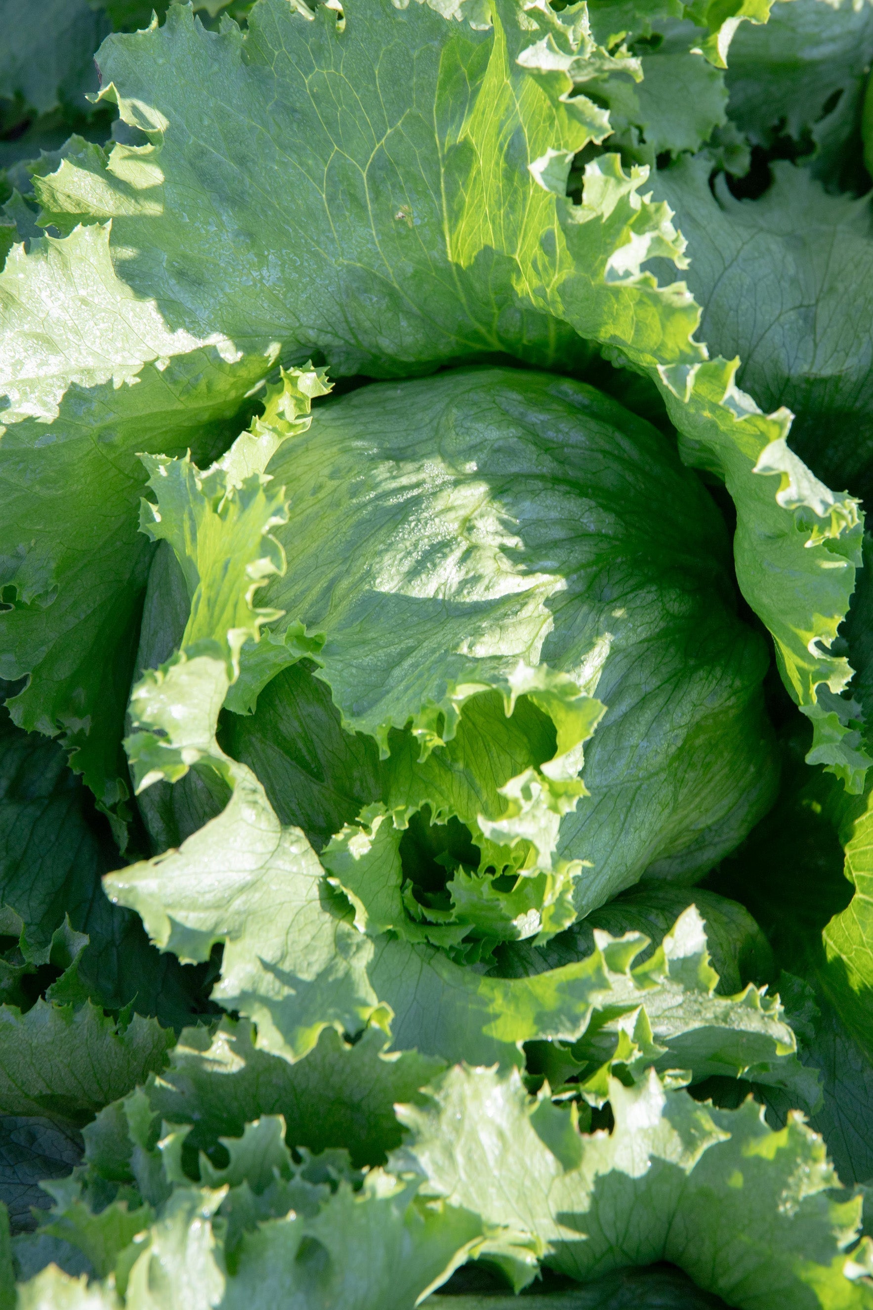 Crispy Gardeners' Calmar Lettuce – Easy to Grow Iceberg Variety with Refreshing Crunch for Summer Salads 3