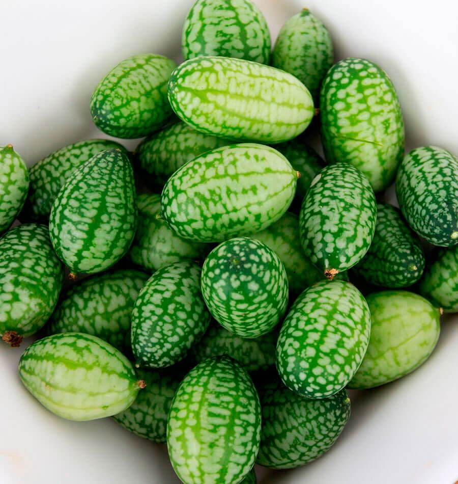 Cucay Gardening Enthusiasts Cucamelon Seeds – Unique Tiny Fruits with Refreshing Flavor for Home Gardens 0