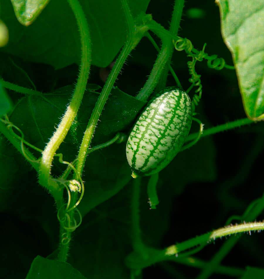 Cucay Gardening Enthusiasts Cucamelon Seeds – Unique Tiny Fruits with Refreshing Flavor for Home Gardens 1