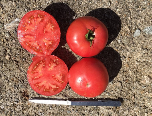 Damsel Heirloom Tomato Plant – Disease-Resistant Compact Vine with Sweet Flavor for Home Gardeners 0