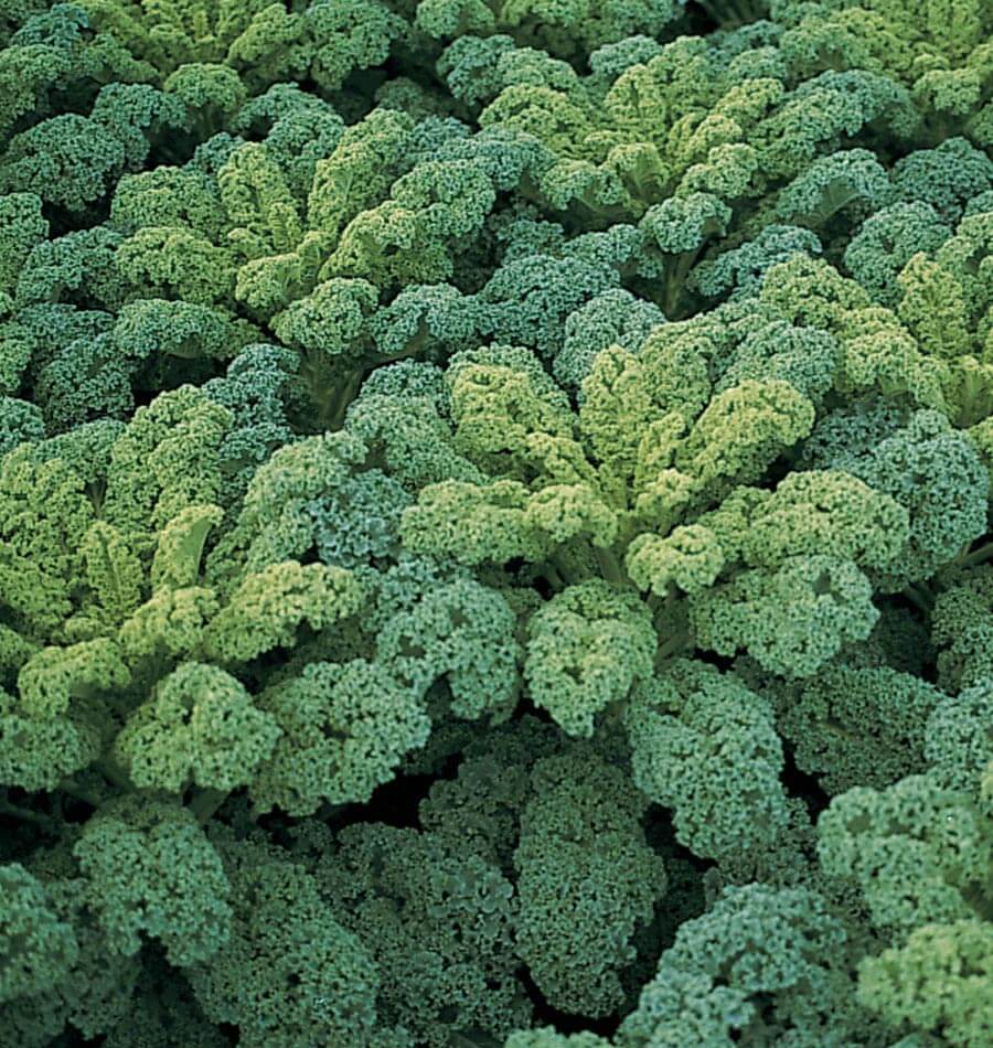 Daring Darkibor F1 Vegetable Seeds – High-Yielding Coated Variety for Thriving Home Gardens 0