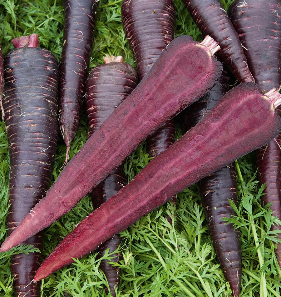Daring Deep Purple Carrot Seeds – Ideal for Home Gardeners and Market Growers 0