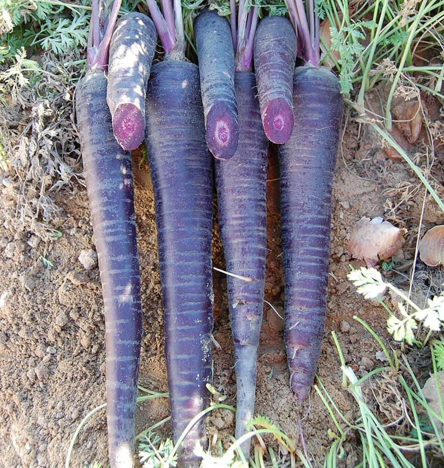 Daring Deep Purple Carrot Seeds – Ideal for Home Gardeners and Market Growers 1