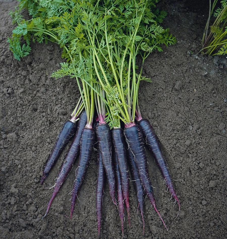 Daring Deep Purple Carrot Seeds – Ideal for Home Gardeners and Market Growers 2