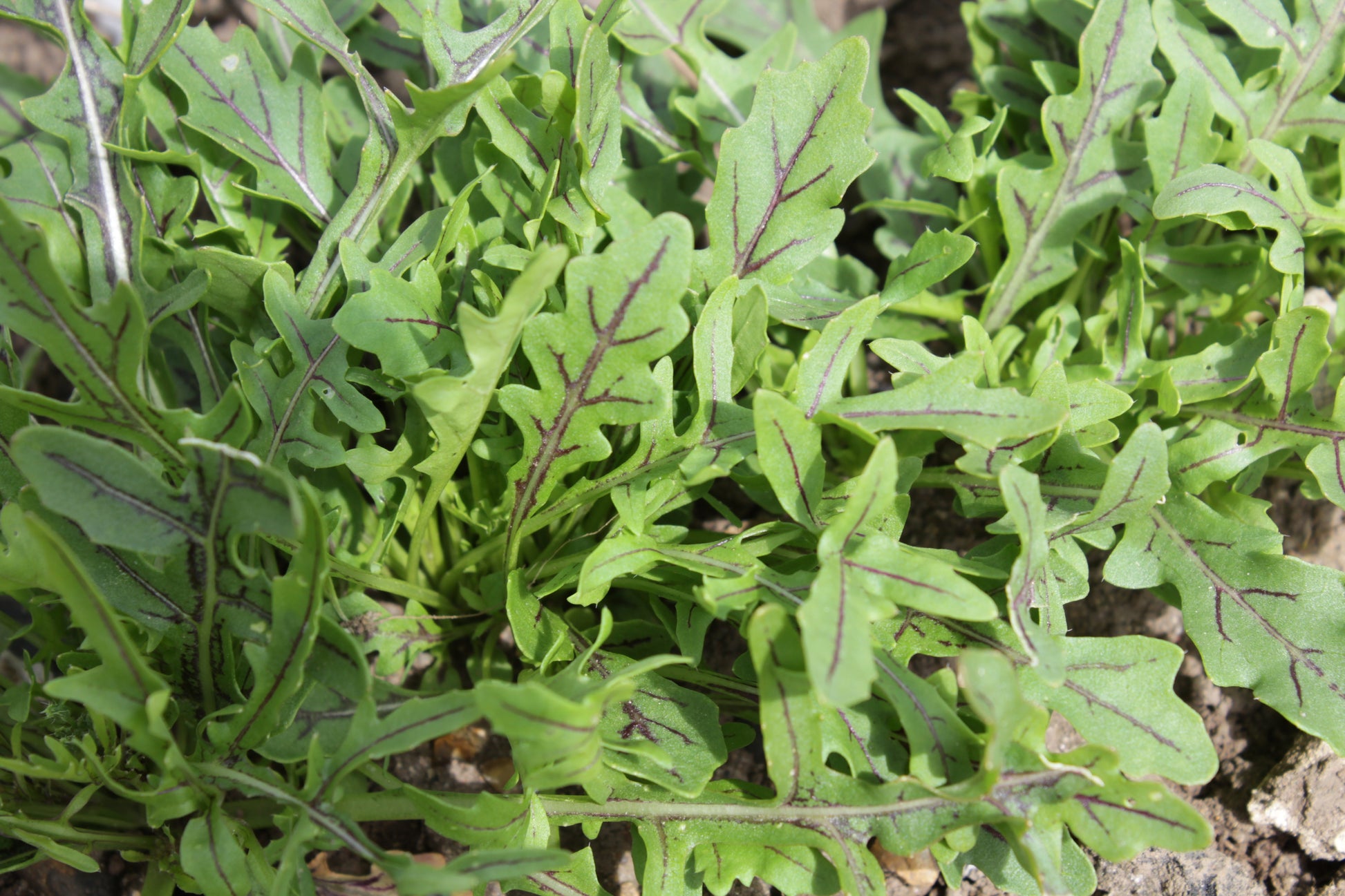 Daring Edible Plant Arugula – Unique Zesty Flavor for Salads and Sandwiches 0