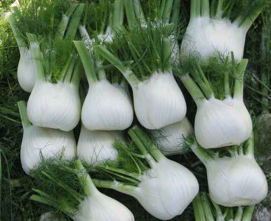Daring Fennel Seeds for Farmers – High Yielding, Sweet and Juicy Bulbs 0