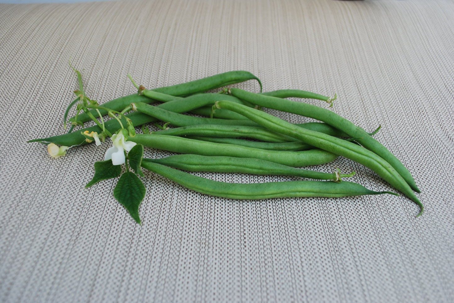 Daring Gardeners' Derby Bush Bean – Compact Growth with Extended Harvest 0