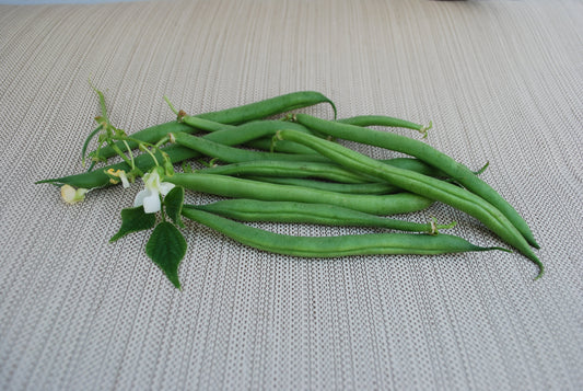 Daring Gardeners' Derby Bush Bean – Compact Growth with Extended Harvest 0