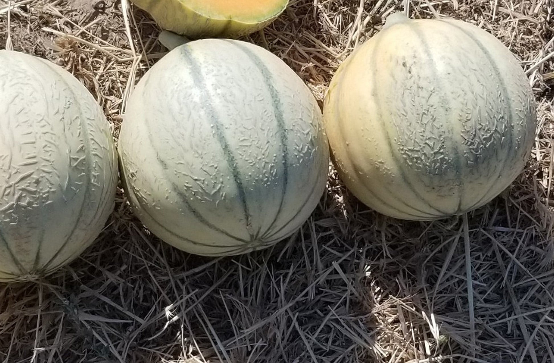 Dazzle Charentais Melon – Sweet Aromatic Fruit for Refreshing Summer Treats 0